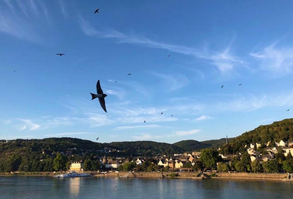 Rheinvilla Arte Remagen Exteriör bild